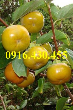 Cây giống hồng giòn